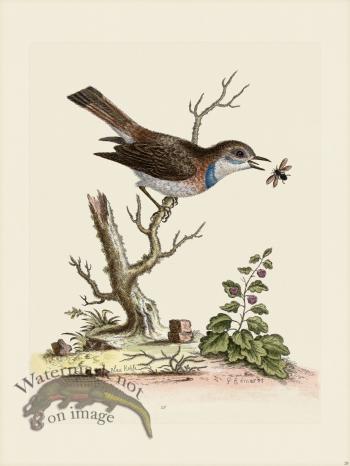 Edwards 028 Blue Redstart